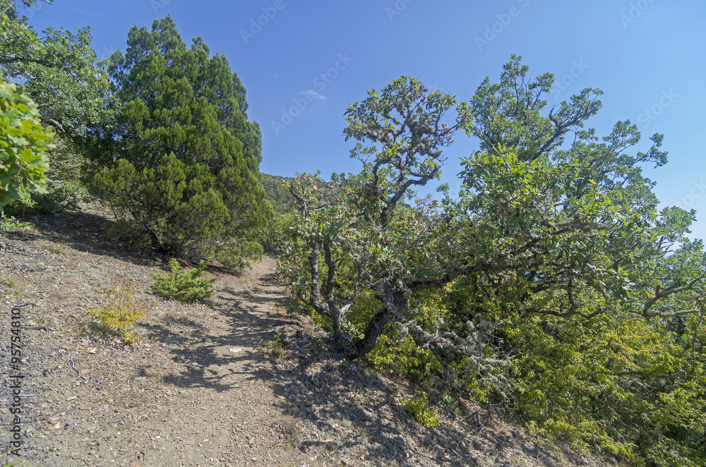 Fototapeta premium The path on the mountainside.