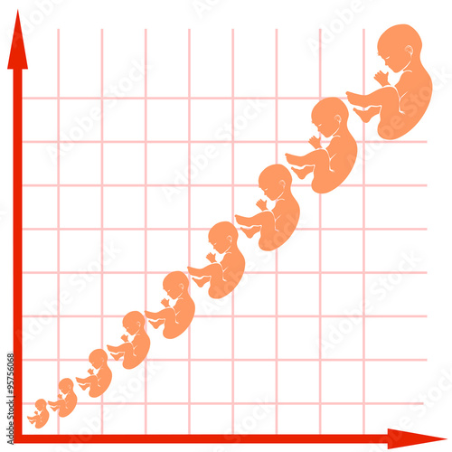 Human Fetus Growth Chart