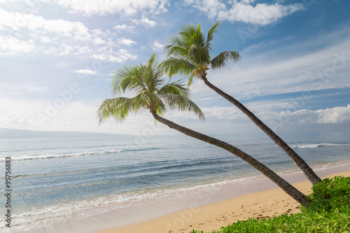 Tropical beach with palm trees.