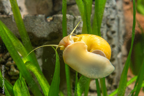 Adult Ampularia snail crawling on the glass of the aquarium photo