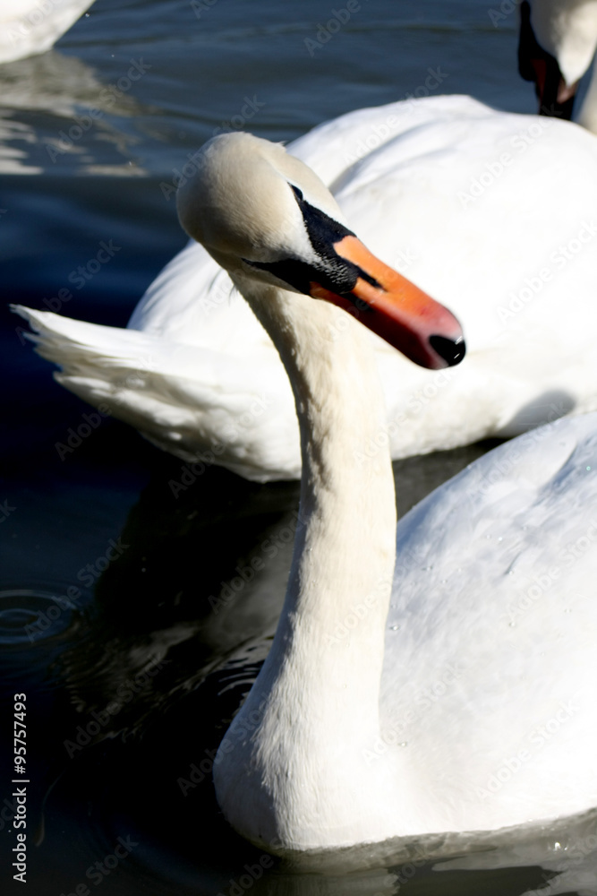 Fototapeta premium Beautiful funny swan in a lake