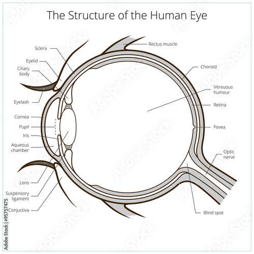 Human eye structure scheme vector