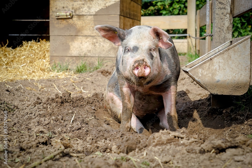 Schwein genießt ein Bad in einer Erdsuhle Schwein genießt ein Bad in einer Erdsuhle