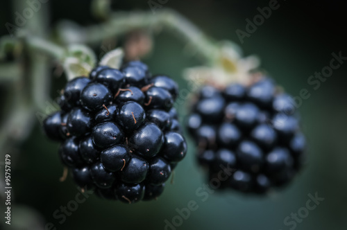 Ripe blackberries bramble berries on the bush close up macro 