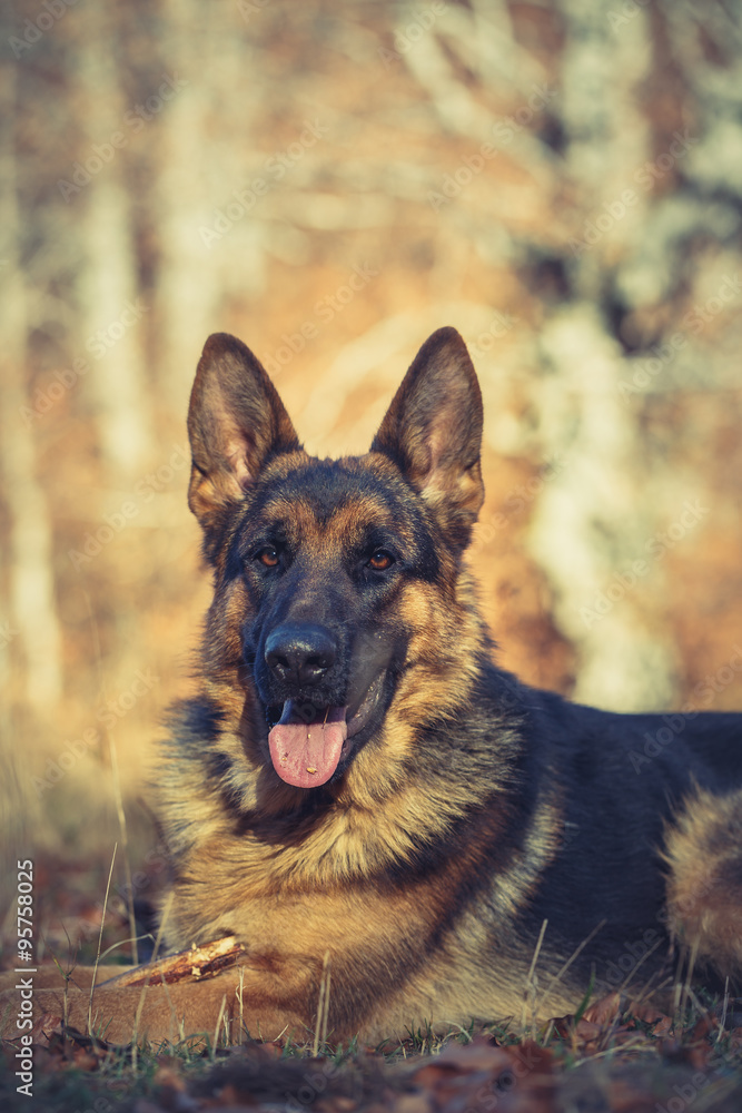 German shepherd dog lying on leaves in autumn German shepherd dog lying on leaves in autumn