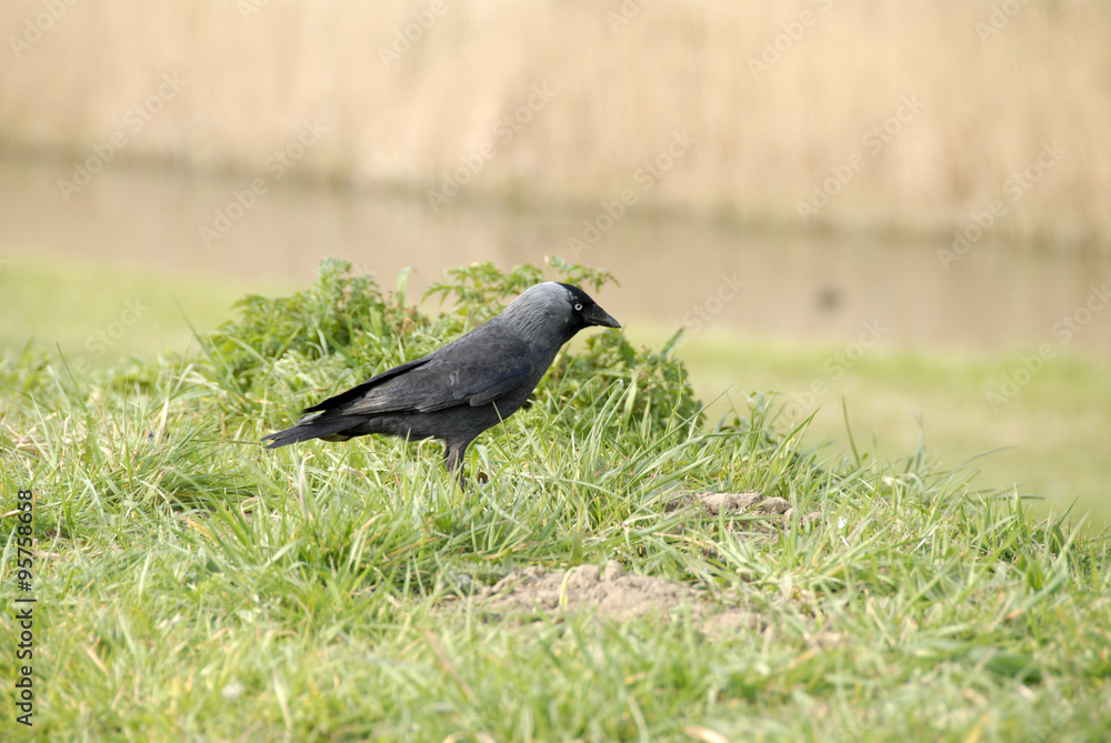 Obraz premium een zwarte vogel, kraai, roek, kauw op het gras
