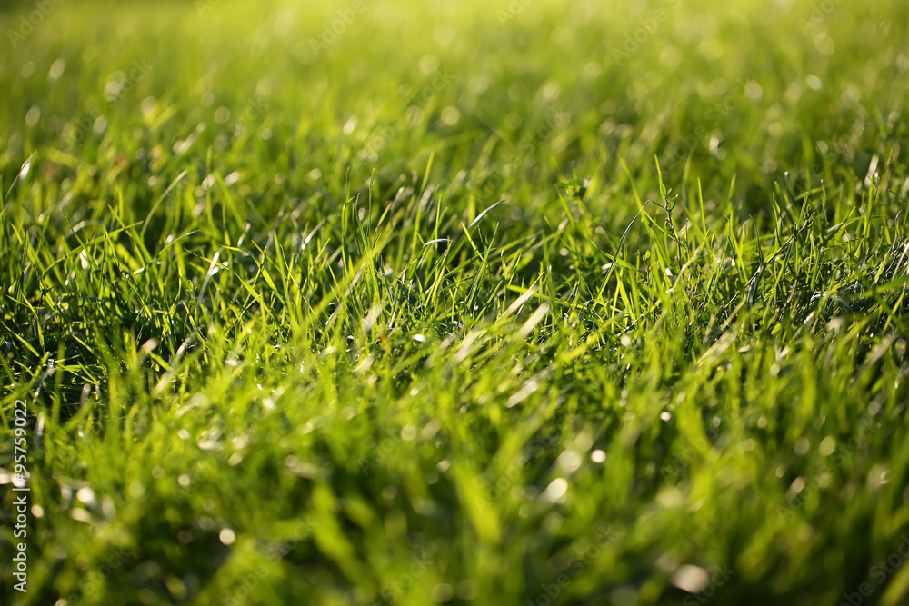 Naklejka premium Fresh green grass