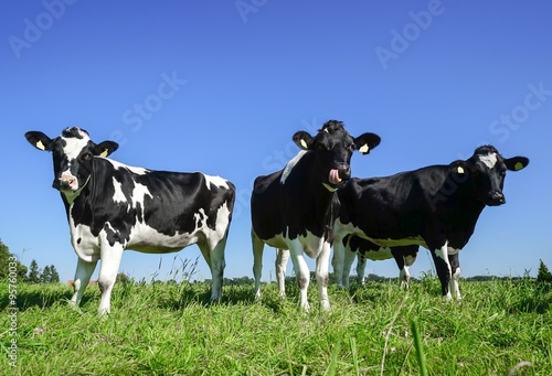 Drei hübsche, junge Kühe auf einer saftig grünen Wiese © Countrypixel