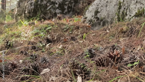 Wallpaper Mural 
Pine cones among fallen needles on the forest floor Torontodigital.ca
