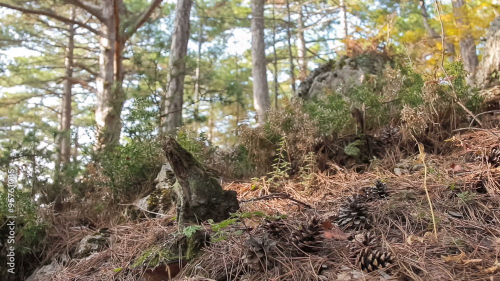 mountain forest in bright autumn day with fir cones and spruce needles on foreground mountain forest in bright autumn day with fir cones and spruce needles on foreground