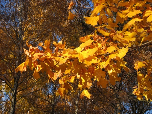 Beautiful autumn forest  autumnal color leaves