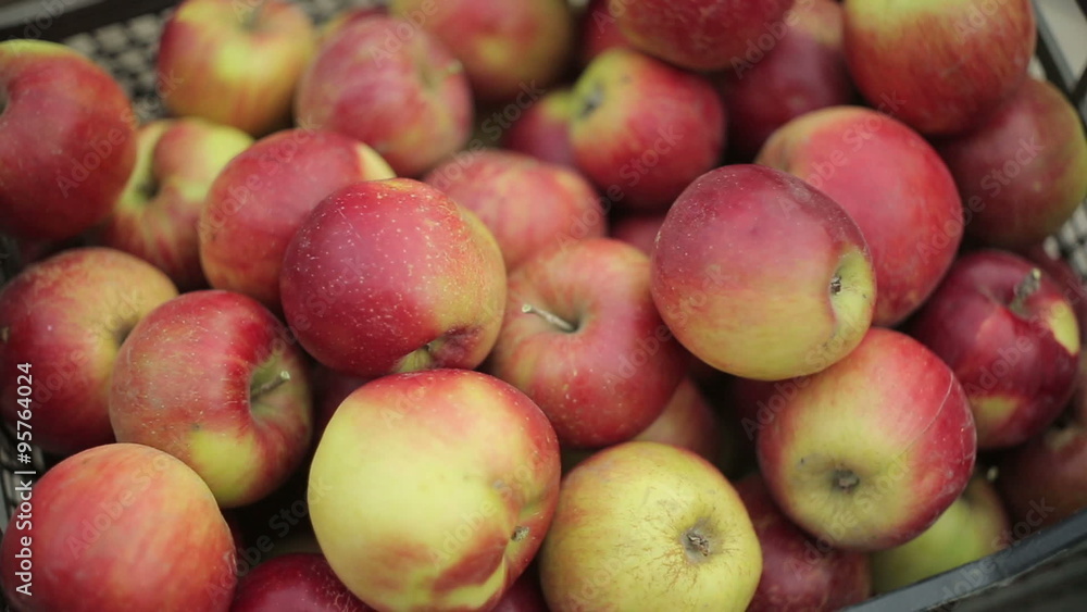 Putting Apples In A Crate