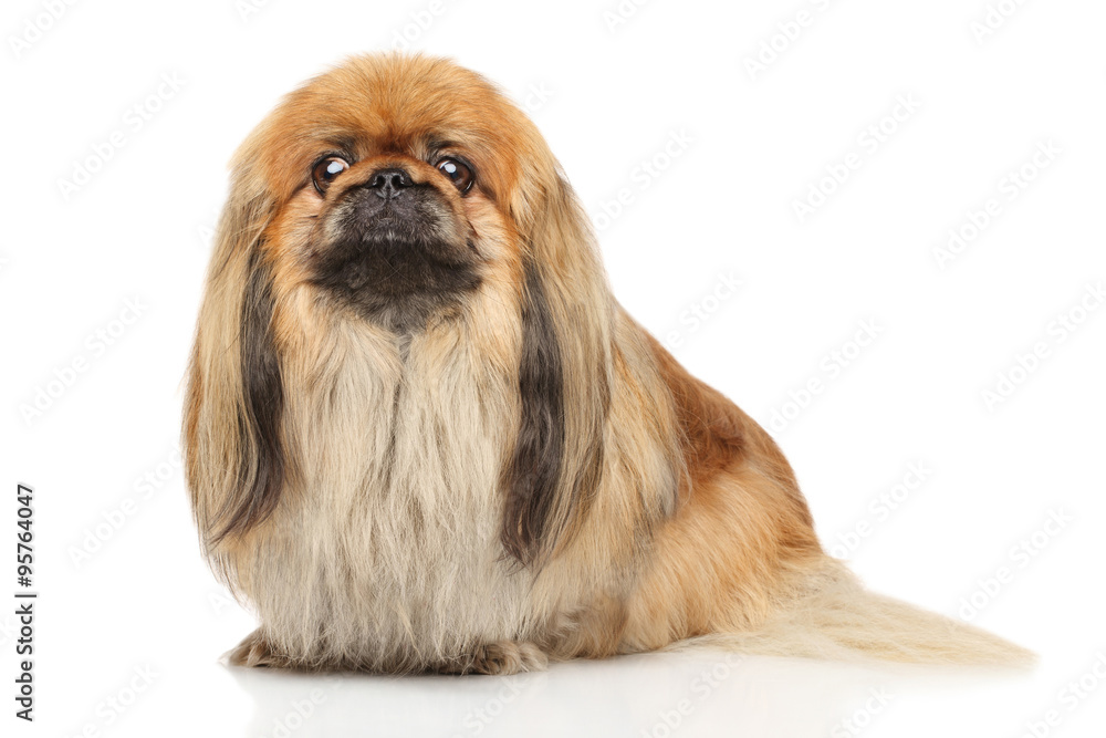 Fototapeta premium Pekingese on white background