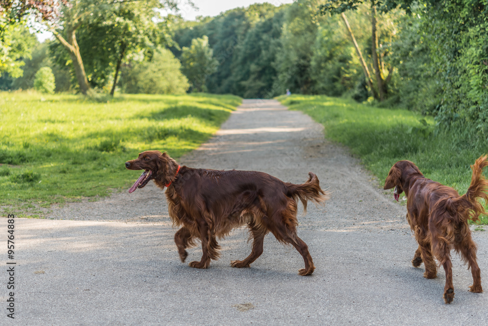 Two Irish Setter dogs with red brown hair walking in dog park. Beautiful pets exhausted after hunting, perfect for animal blogs and hunter magazines