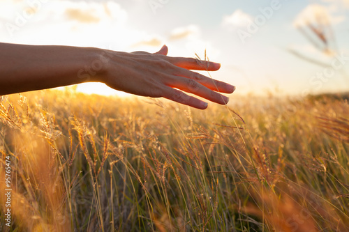 Hand in wheat field. 