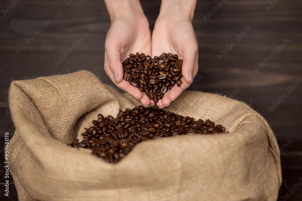 Fototapeta premium Fresh roasted coffee beans pouring out of cupped woman`s hands into a burlap sack