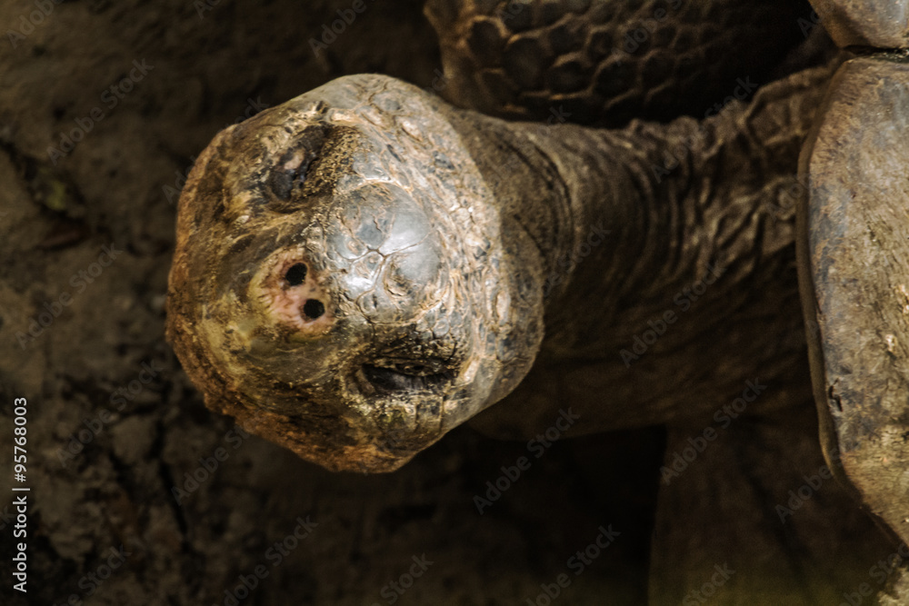 Tortoise (E.T. Phone Home)