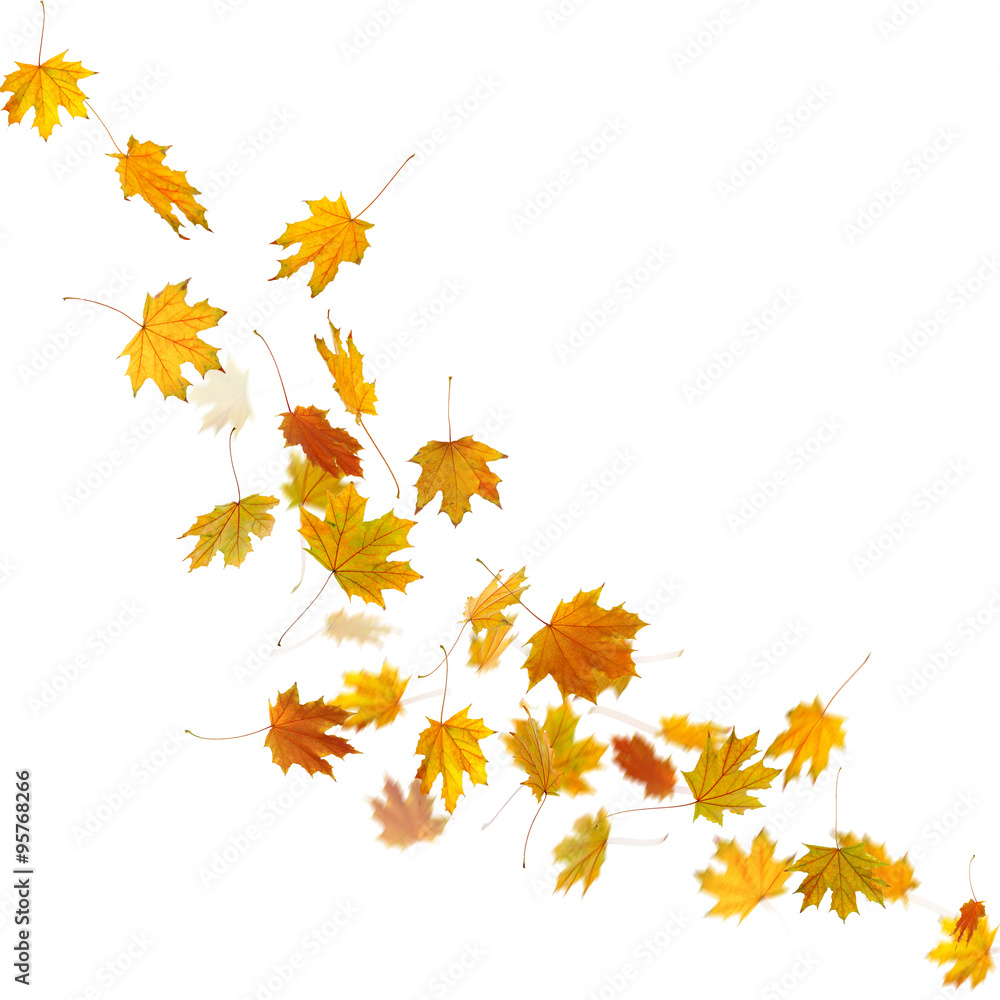 Fototapeta premium Autumn maple leaves falling down, isolated on white