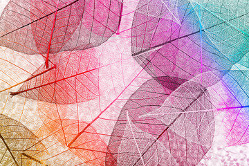 Papier peint photo Nervures de feuilles Abstract skeleton leaves background  © Africa Studio