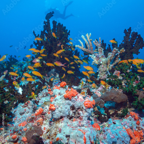 Fototapeta Naklejka Na Ścianę i Meble -  School of Fishes near Coral Reef, Maldives