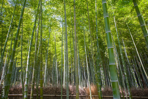 Beautiful bamboo forest at Arashiyama touristy district , kyoto