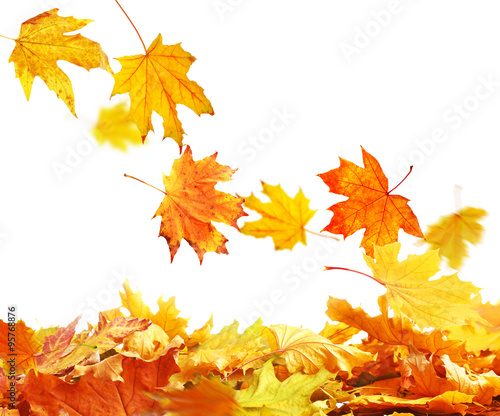 Pile of  autumn  leaves  isolated on white