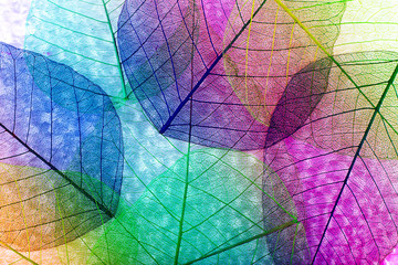 Papier peint photo Nervures de feuilles Abstract skeleton leaves background  © Africa Studio