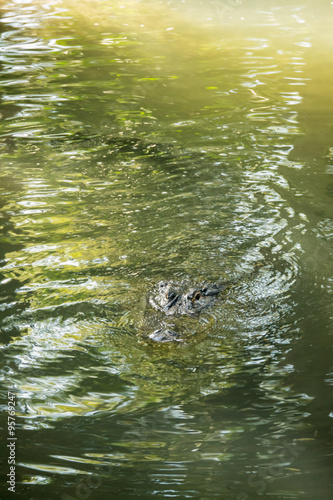 Alligator Swimming Toward You In Green Water