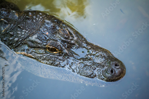 Nice Alligator Portrait