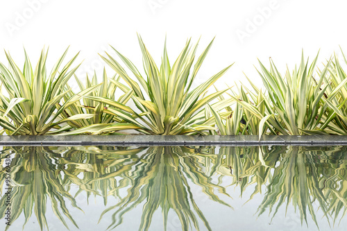 Green agave decorative plant beside of water pond on white