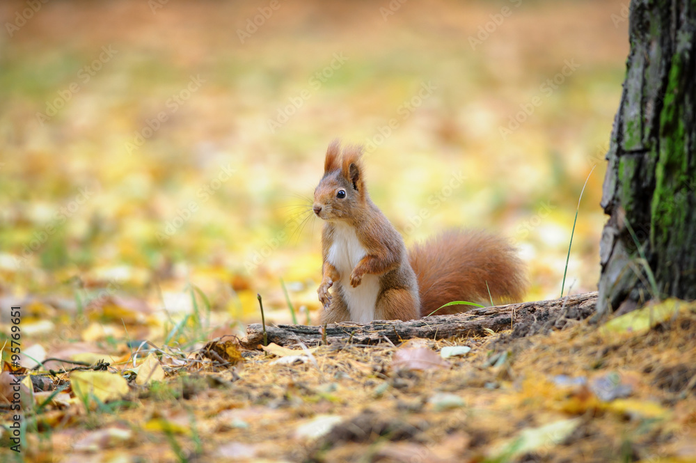 Cute red squirrel standing in autumn forest ground