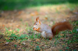 Cute red squirrel eating nut in autumn forest