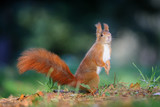 Curious cute red squirrel looking right in autumn forest ground