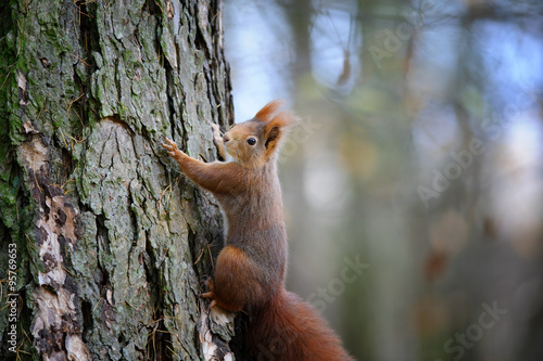 Cute red squirrel climbing on tree trunk bark © Stanislav Duben