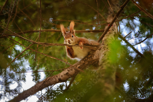 Cute red squirrel hidden in branches on coniferous tree © Stanislav Duben