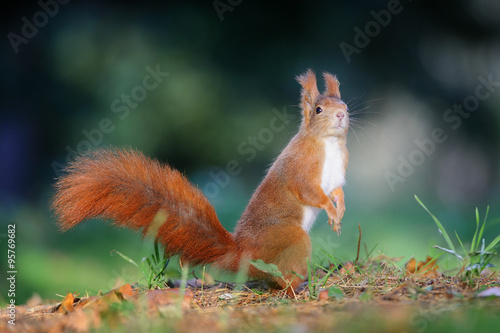 Curious cute red squirrel looking right in autumn forest ground