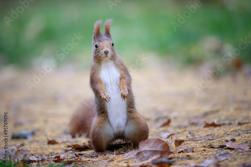 Curious cute red squirrel standing in autumn forest ground