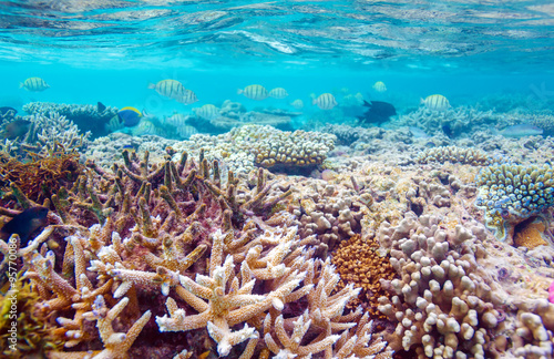 Shallow Water Coral Reef