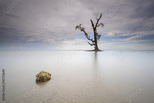 Wallpaper Mural Single tree with stone in a blue sky morning in the middle of beautiful Lahad Datu beach, Sabah Borneo Malaysia Torontodigital.ca