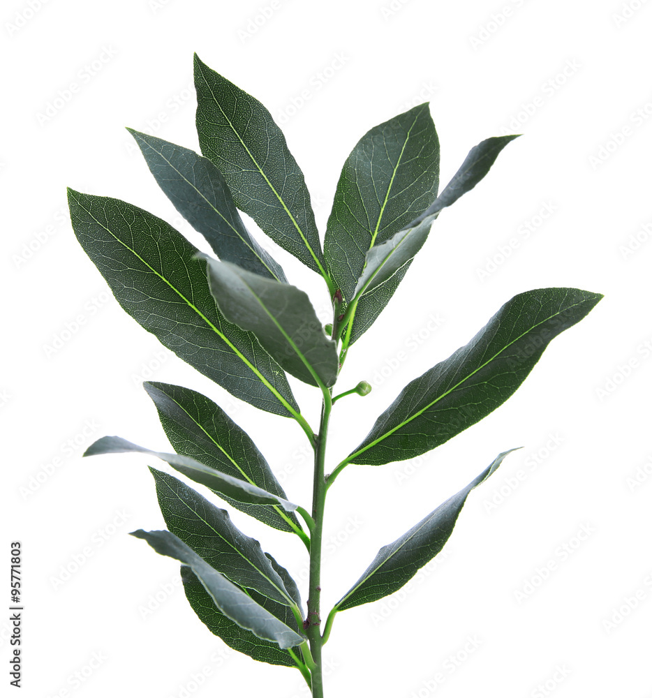 Fresh twig with bay leaves, isolated on white