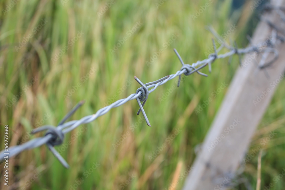 Fototapeta premium Barbed wire fence and green field closeup