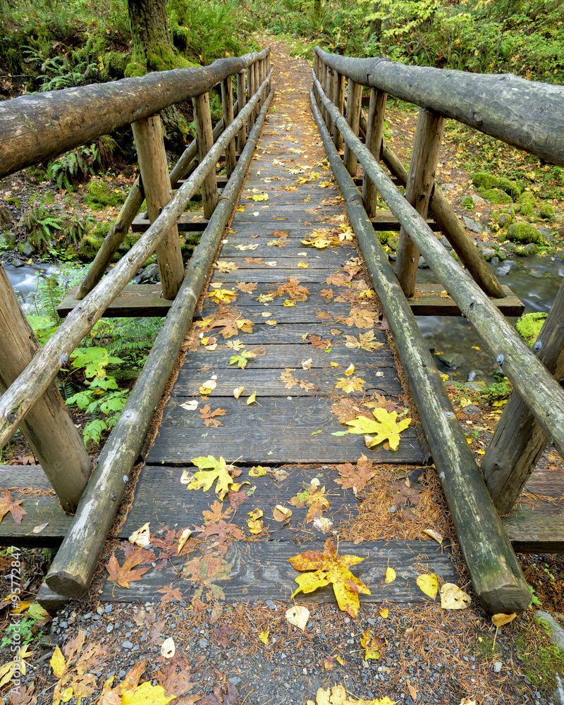Small wooden bridge along an Oregon forest trail