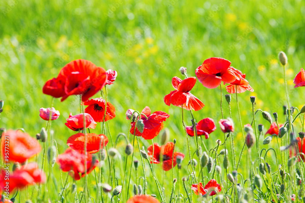 Naklejka premium Field of Corn Poppy Flowers