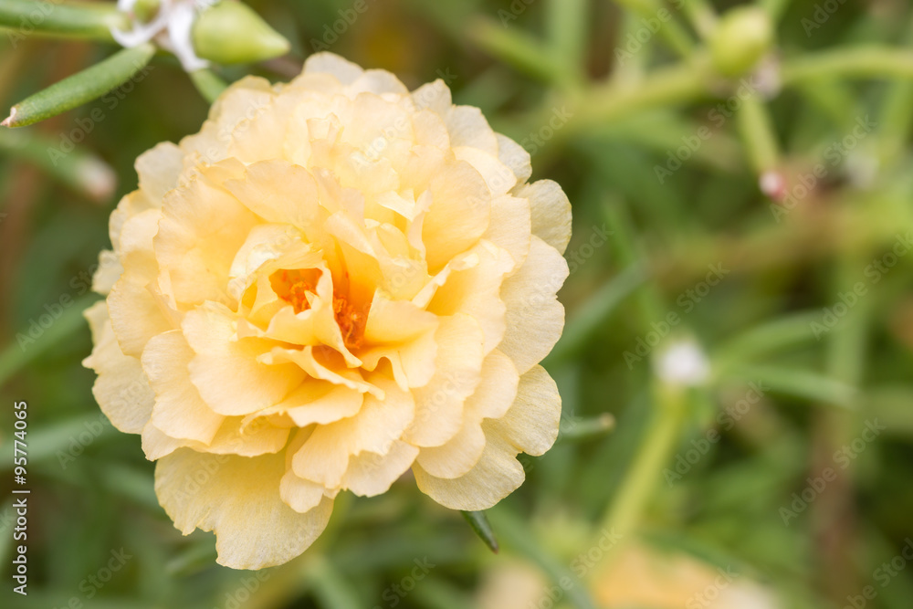 Pusley flower(Portulaca oleracea) Pusley flower(Portulaca oleracea)