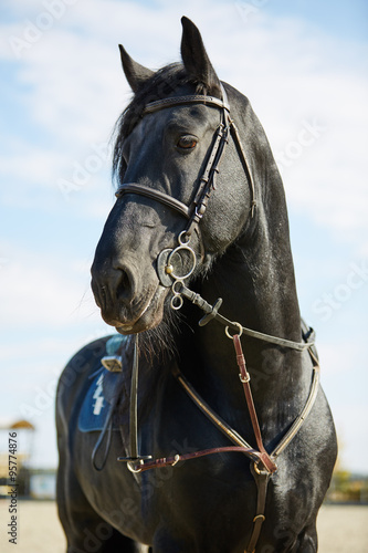 Black horse standing on hippodrome