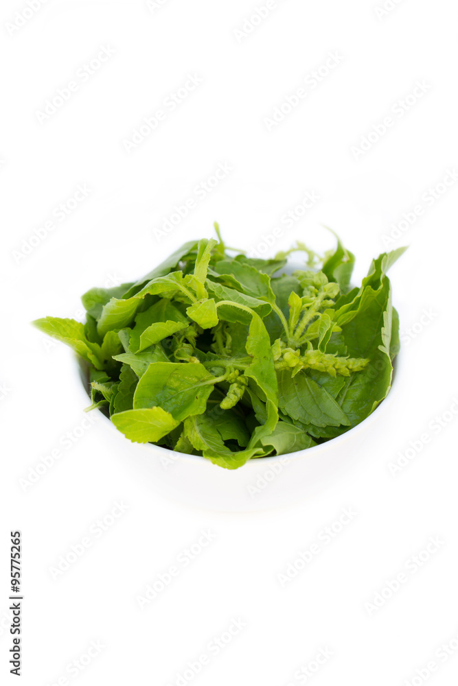 Holy Basil in white bowl. (Scientific Name : Ocimum sanctum) Holy Basil in white bowl. (Scientific Name : Ocimum sanctum)