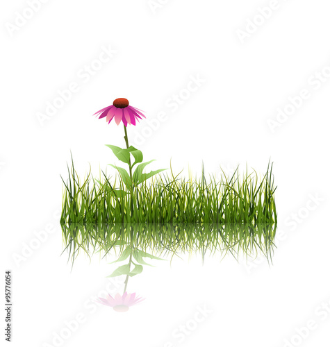 Fototapeta Naklejka Na Ścianę i Meble -  Vector illustration Green grass and echinacea purpurea ( purple coneflower) flower  with reflection on ground. Isolated on white background with copy space. Blank space for content or your design