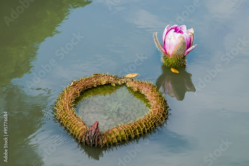 Water lily flowers blooming in water.