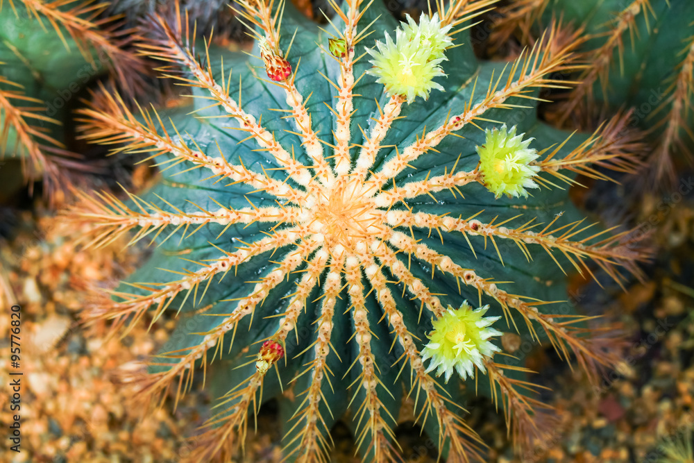 Garden Cactus. Cactus plants ornamental plants. Garden Cactus. Cactus plants ornamental plants.