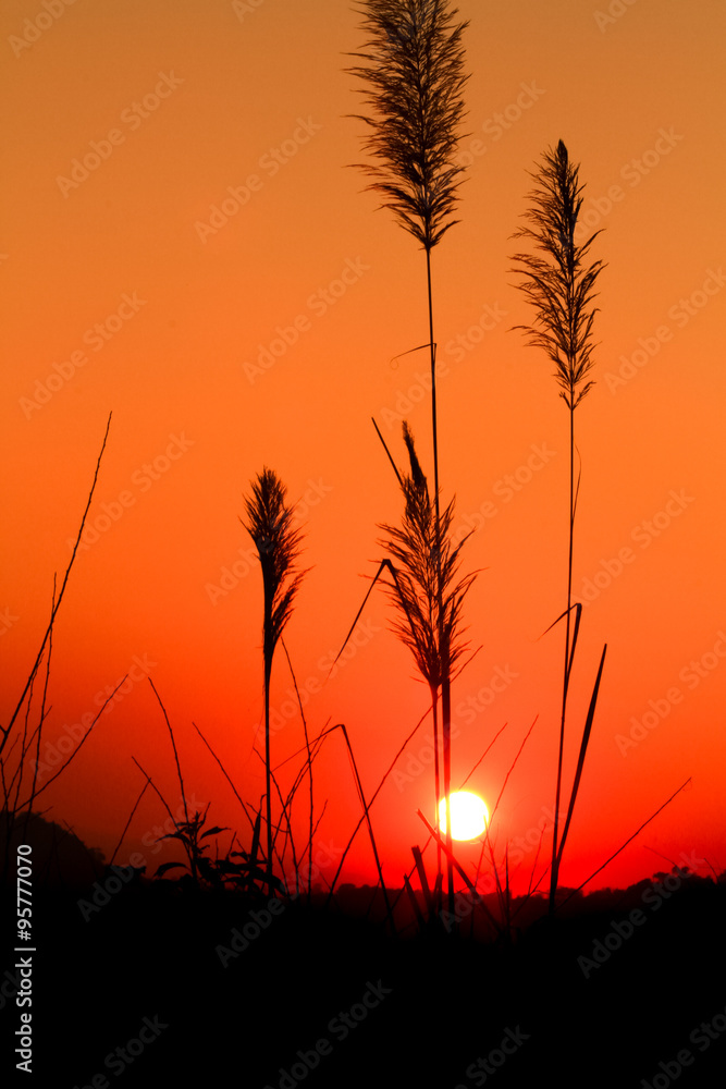 Spring or summer abstract nature background with sunset in the b